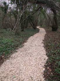 Penhow woodland path